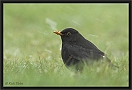 merel DSC_0011-01
